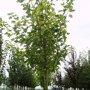 Gewone Esdoorn (Acer pseudoplatanus 'Leopoldii')